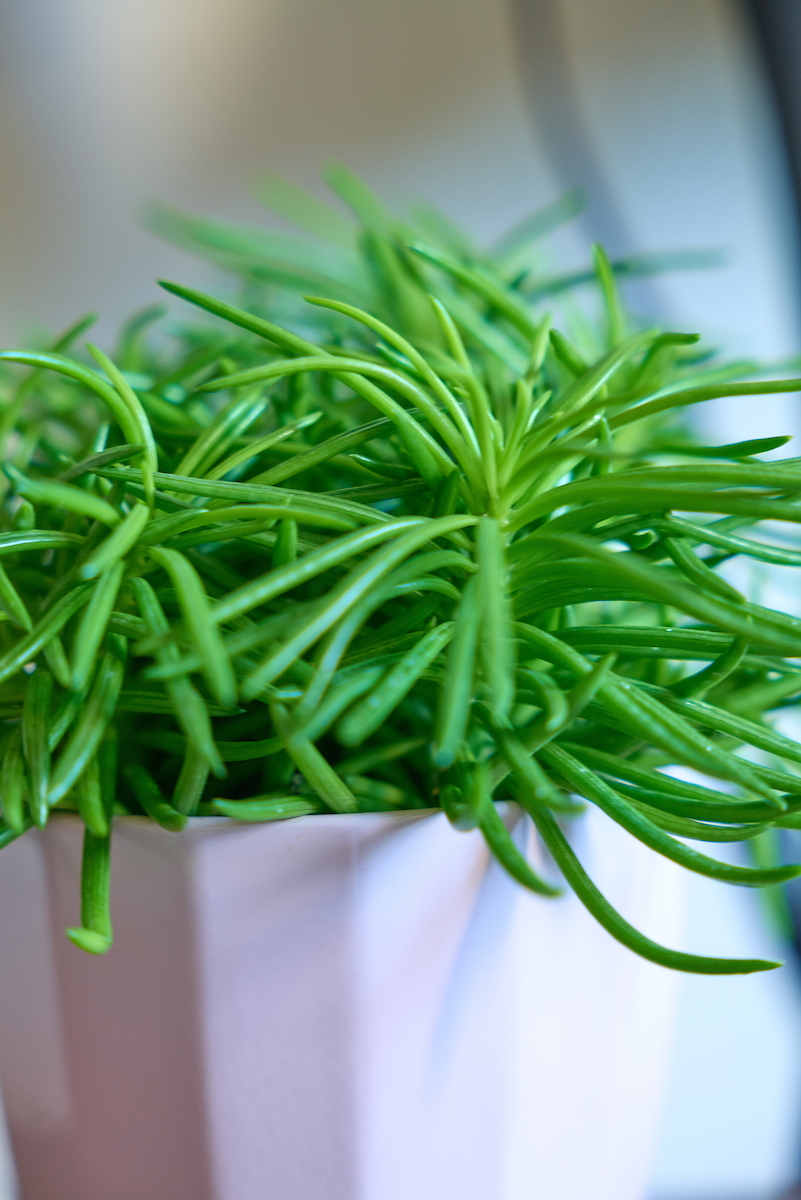 gros plan d'une plante verte dans un pot en céramique