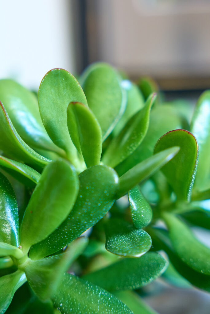 gros plan d'une crassula aux feuilles verts charnues